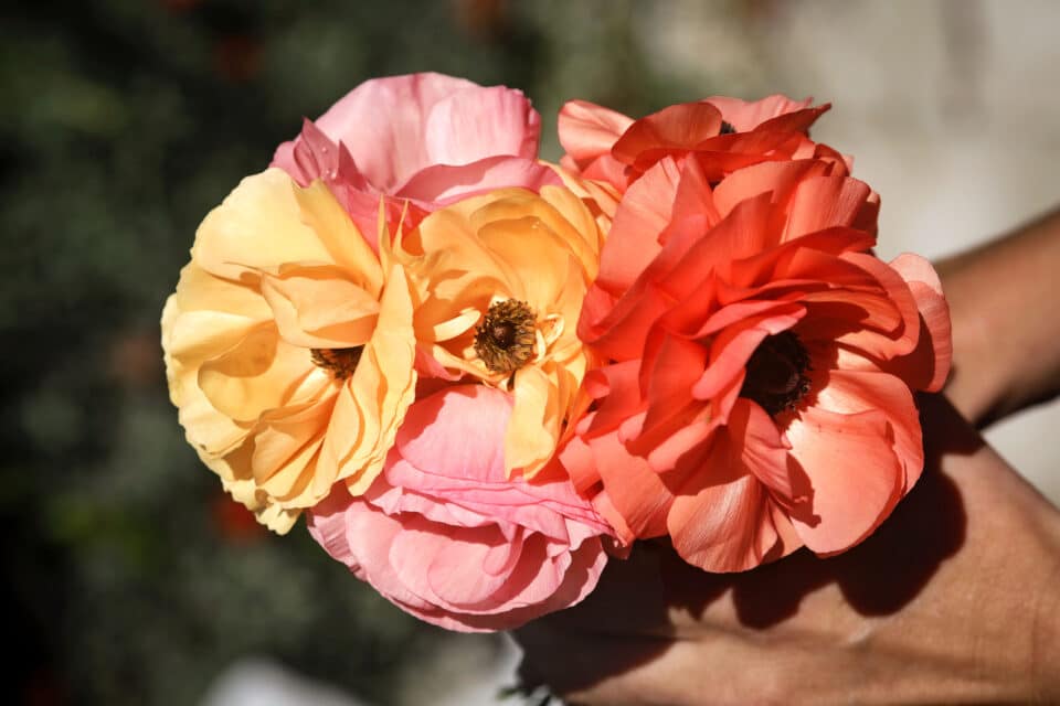 Sunset Romance Collection Ranunculus Bulbs — San Diego Seed Company