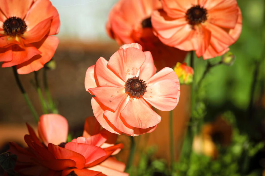 Sunset Romance Collection Ranunculus Bulbs — San Diego Seed Company