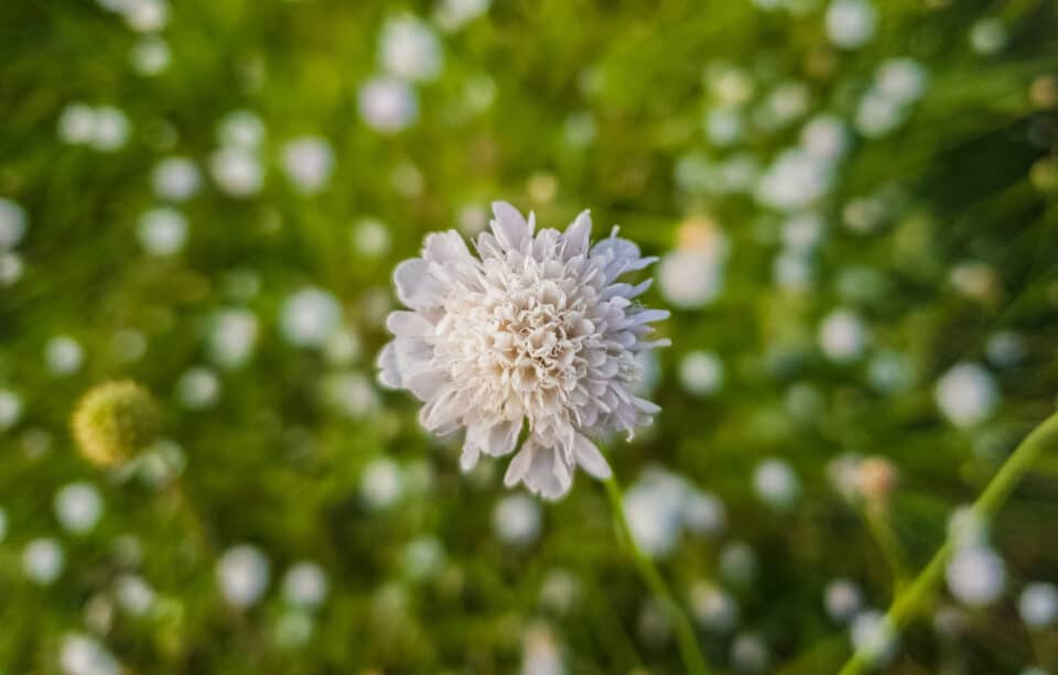 Fata Morgana Pink Sunset Scabiosa Seeds - Image 2