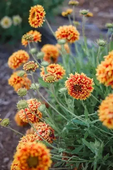 Double Sunset Gaillardia Seeds - Image 2