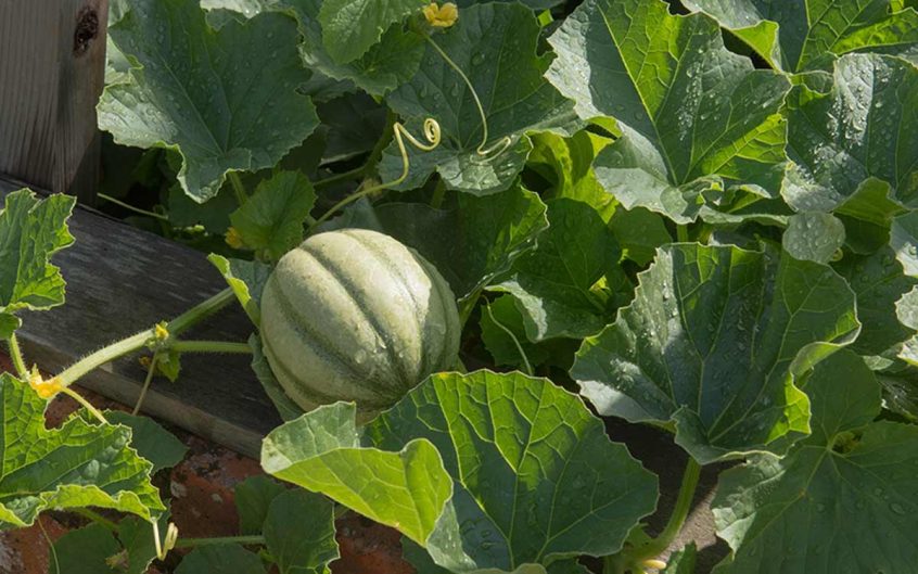 How to Grow Melons from Seed