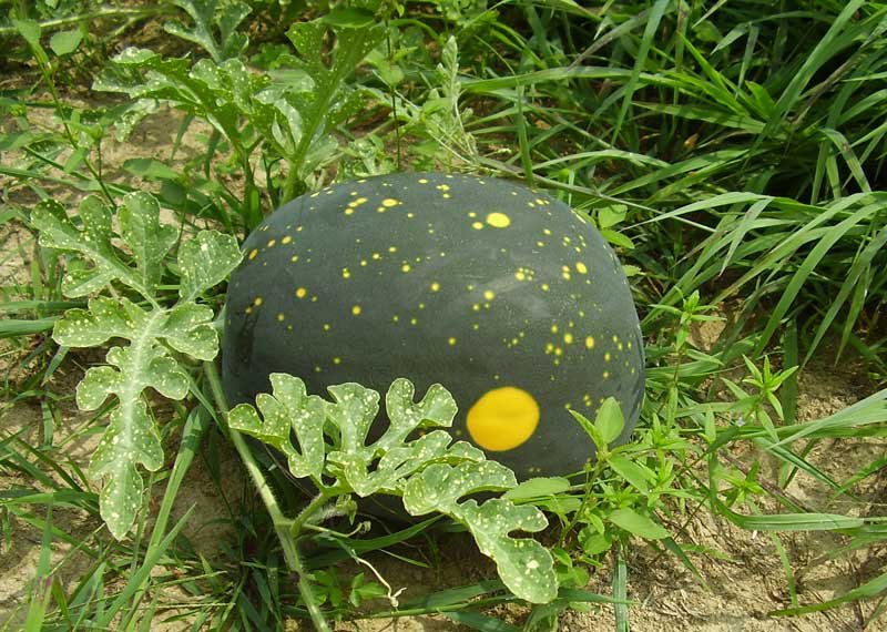 watermelon - moon and stars - in a melon patch