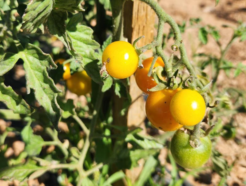 Dezi Sungold Tomato