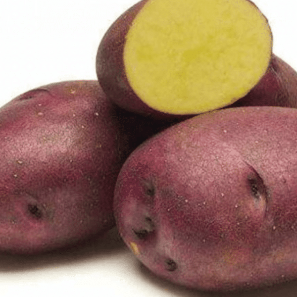 Huckleberry Gold Seed Potatoes