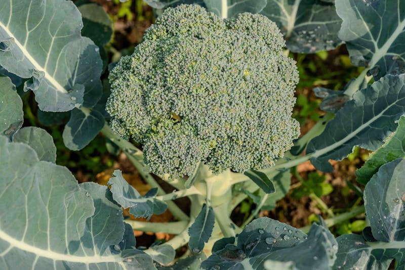 Plant broccoli early for strong plants