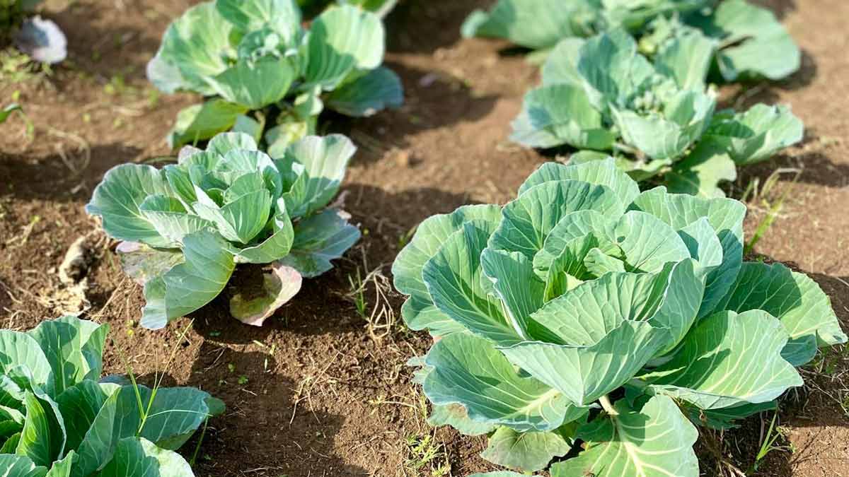 Featured image for “Planting in Succession”