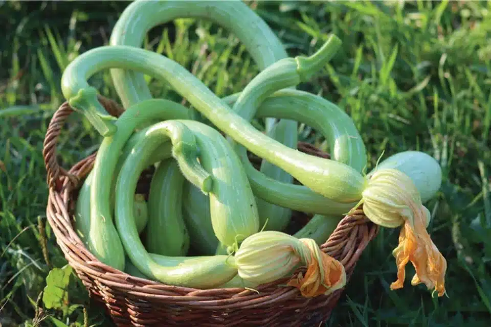 Tromboncino Squash Seeds - Image 2