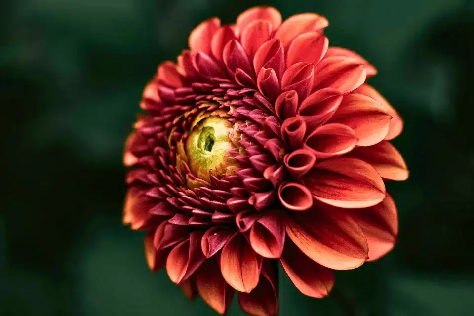 copper boy dahlia bulbs
