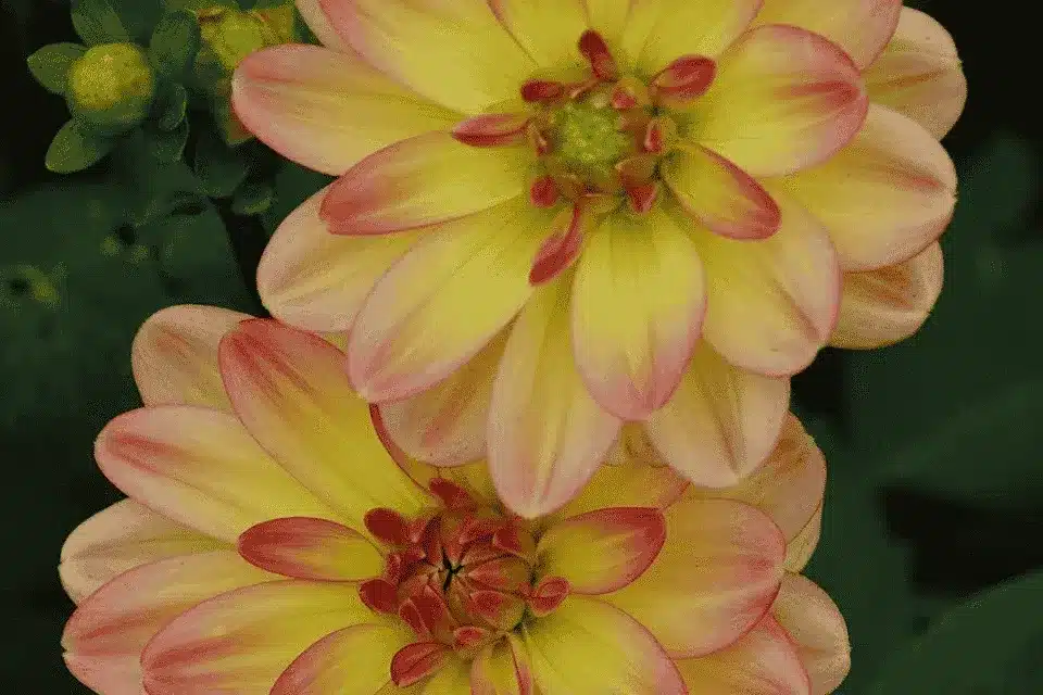 Jowey Julie Dahlia Bulbs