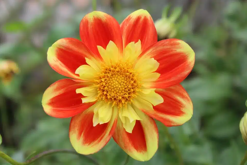 Pooh Swan Island Dahlia Bulbs