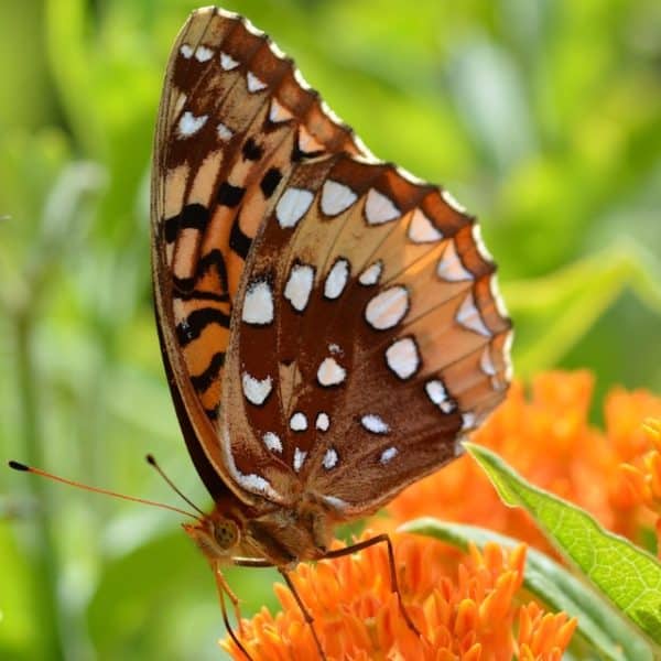Butterfly Milkweed Seeds