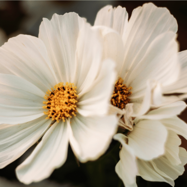 Purity Cosmos
