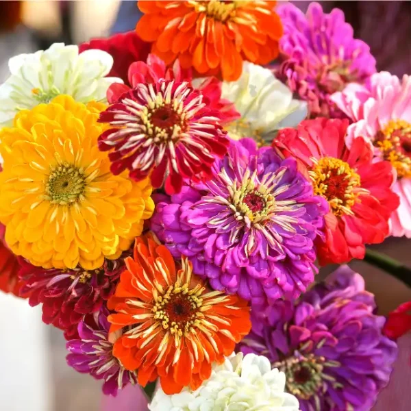 State Fair Mix Zinnia