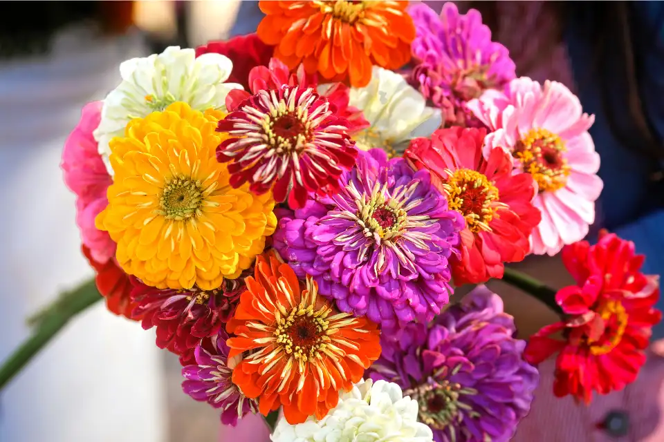 State Fair Mix Zinnia