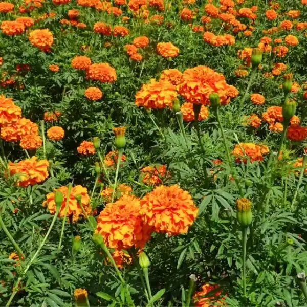 Nematode Control Marigold