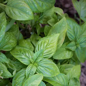 Herb seeds