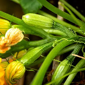 vegetable seeds