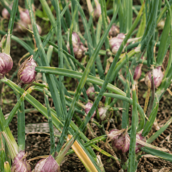 Organic Egyptian Walking Onion Sets