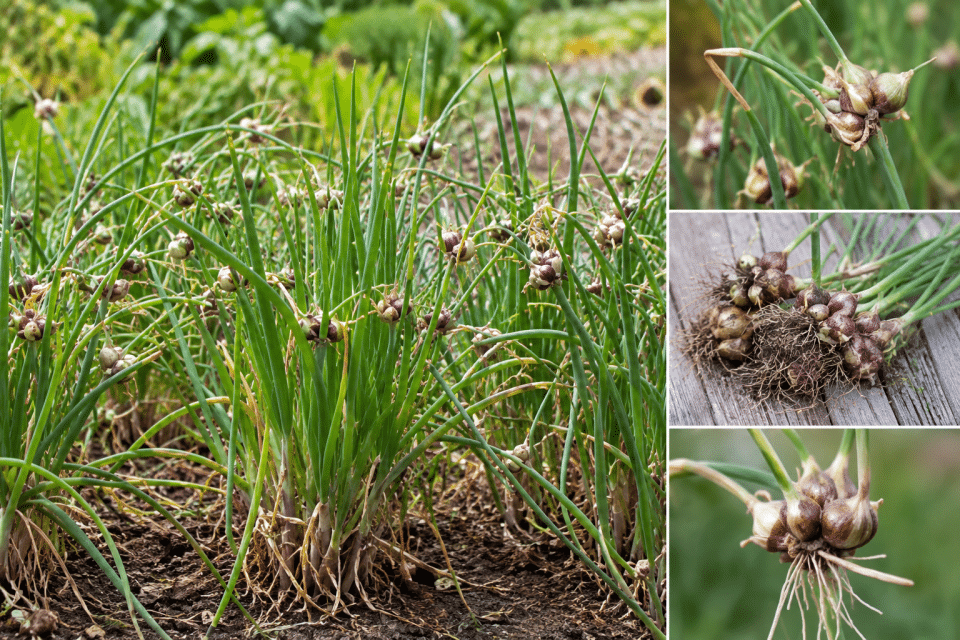 Organic Egyptian Walking Onion Sets - Image 2