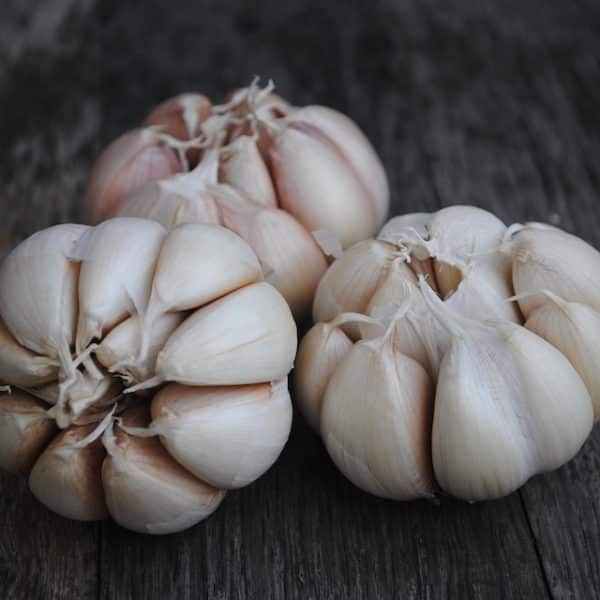 Organic Kingsland Softneck Garlic Seeds