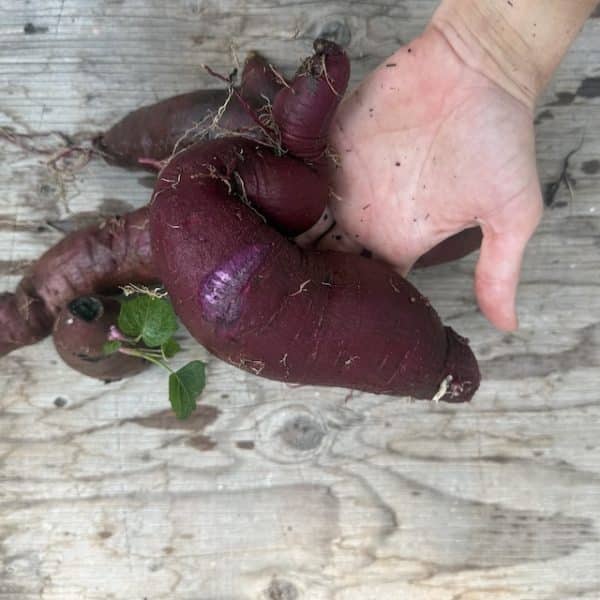 Purple Sweet Potato Slips