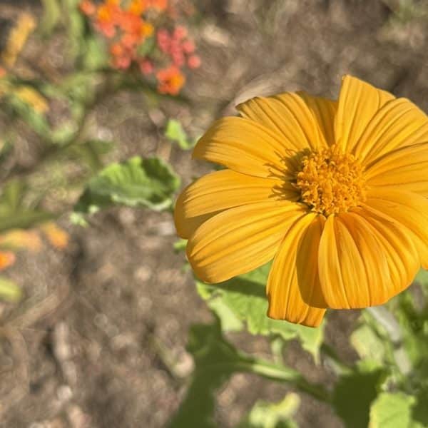 San Diego Gold Mexican Sunflower