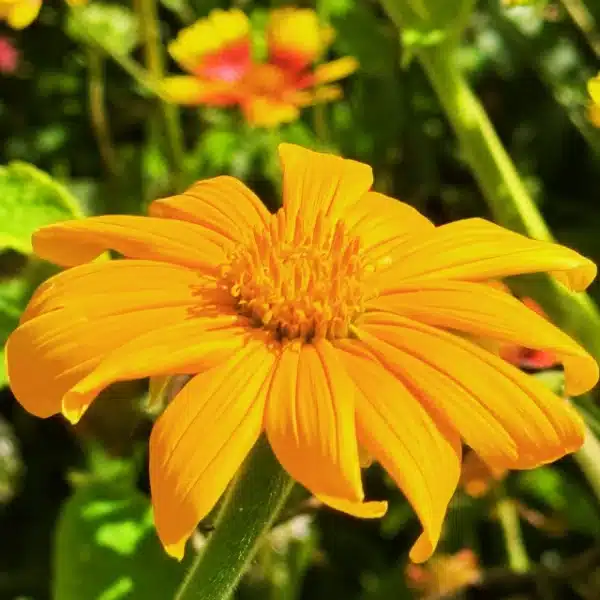 San Diego Gold Mexican Sunflower