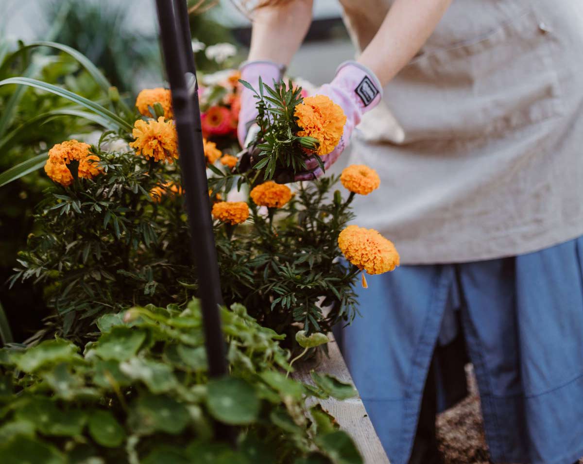 Featured image for “Marigolds for Nematode Control? A Natural Solution for Root-Knot Nematodes”