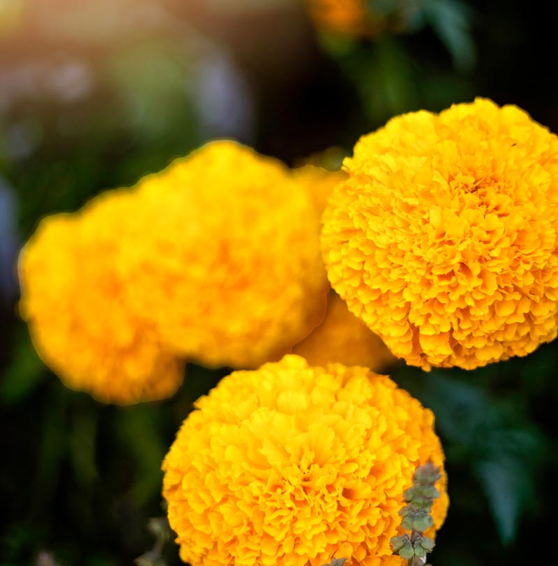 Marigolds help with Nematode control
