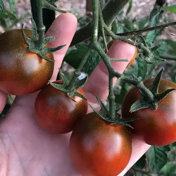 Cherry tomato from garden