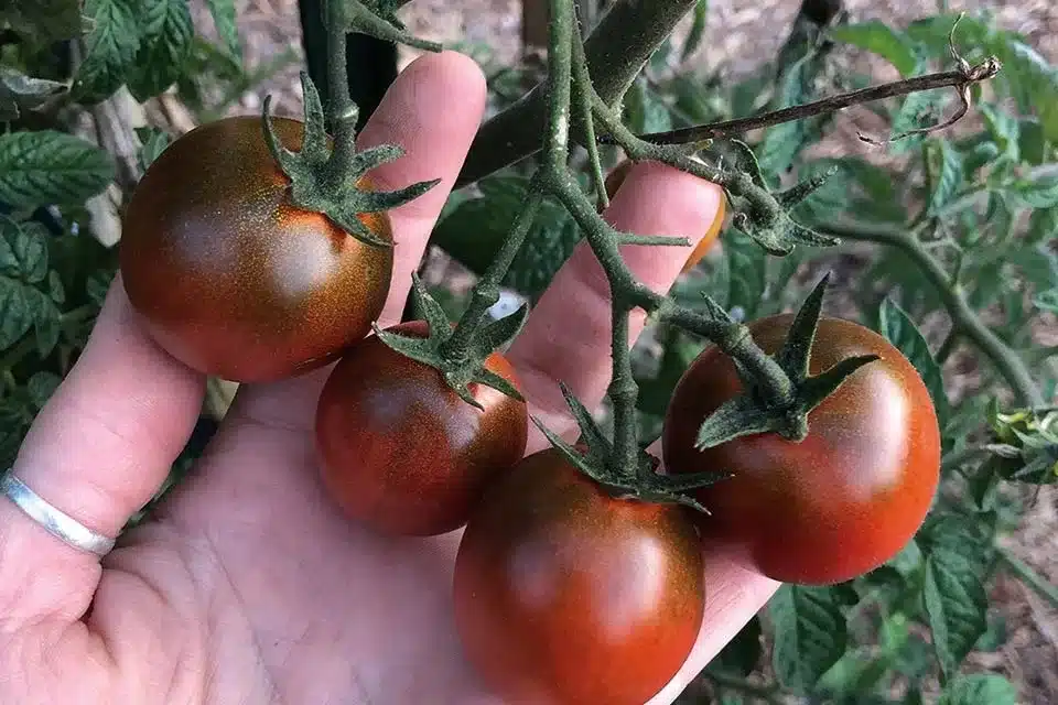 Cherry tomato from garden