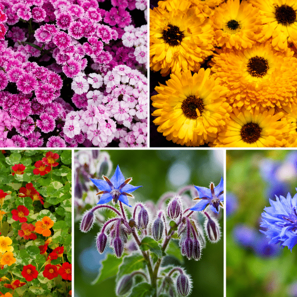 Edible Blooms Bundle