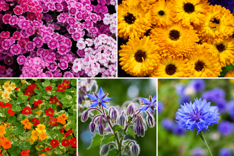 Edible Blooms Bundle