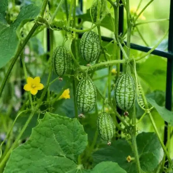 Mexican Sour Gherkin in garden
