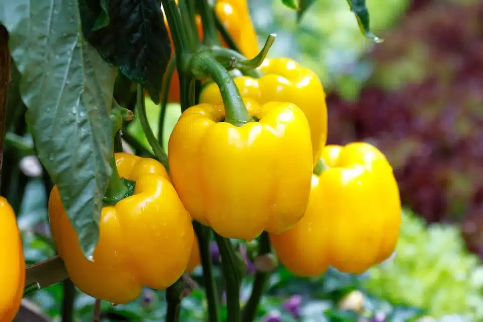 Mini Yellow Sweet Bell Pepper
