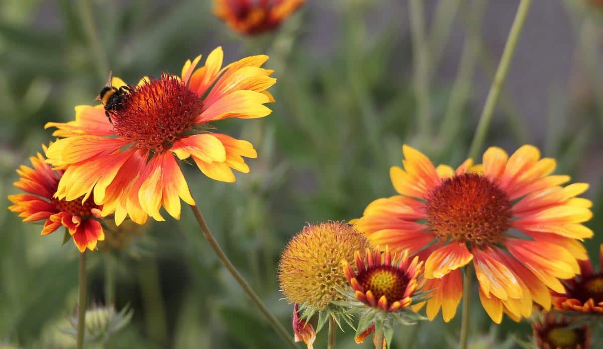Featured image for “Gaillardia Sunset: Meet Your Fall Garden Hero”