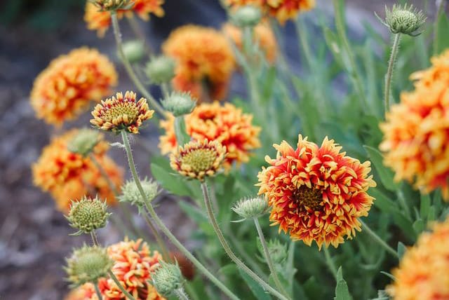 Sunset Gaillardia blooming in fall garden